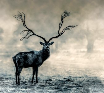 Wildlife Black And White Deer Fauna photo