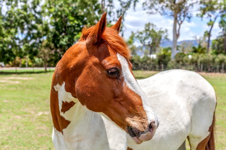 Horse Mane Horse Like Mammal Mare photo