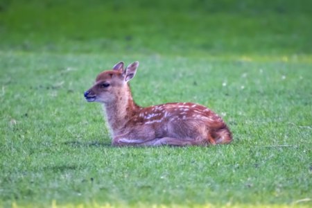 Wildlife Deer Fauna Mammal photo