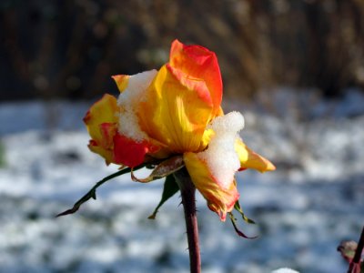 Flower Flora Flowering Plant Rose Family