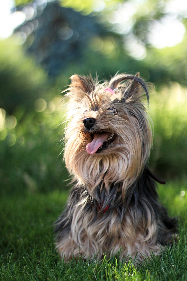 Yorkshire terrier yorkshire terrier