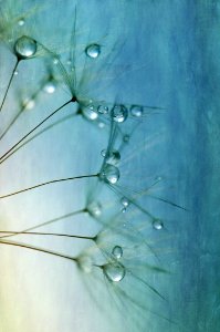 Water Green Drop Macro Photography