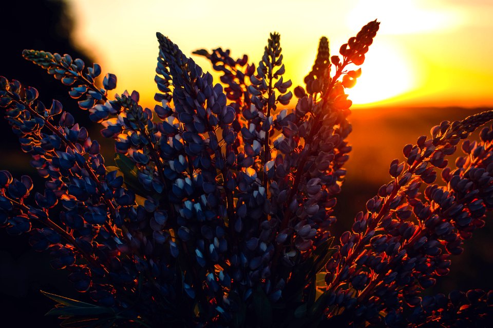 Close-up Photography Of Lupines