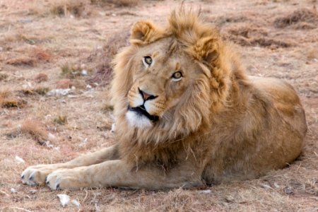 Lion Free Stock photo