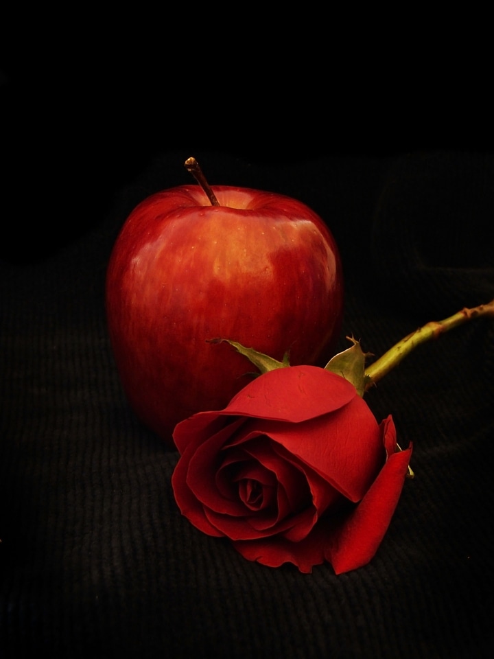Red rose nature petals