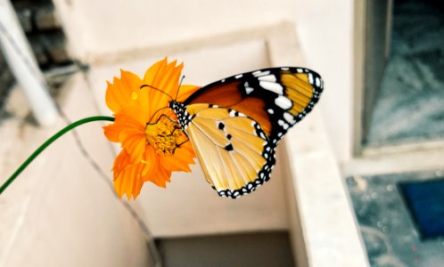 Shallow Focus Photography Of Brown Black And Yellow Butterfly On Yellow Flower photo