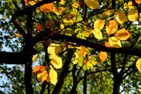 Leaf Tree Autumn Branch photo