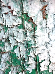 Green Tree Wall Texture photo