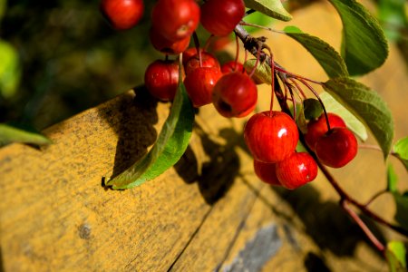 Fruit Cherry Berry Plant photo
