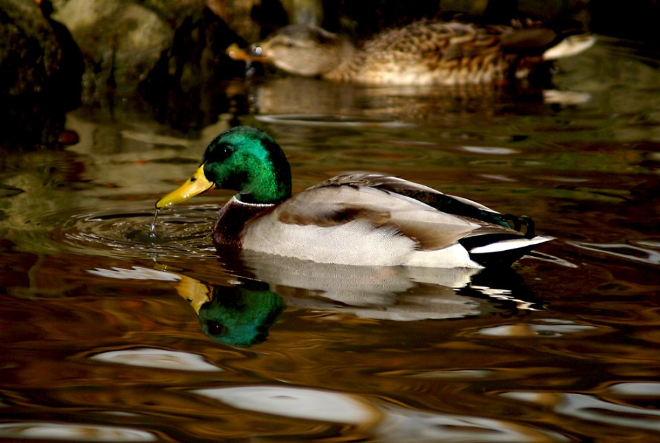 Duck Bird Water Mallard