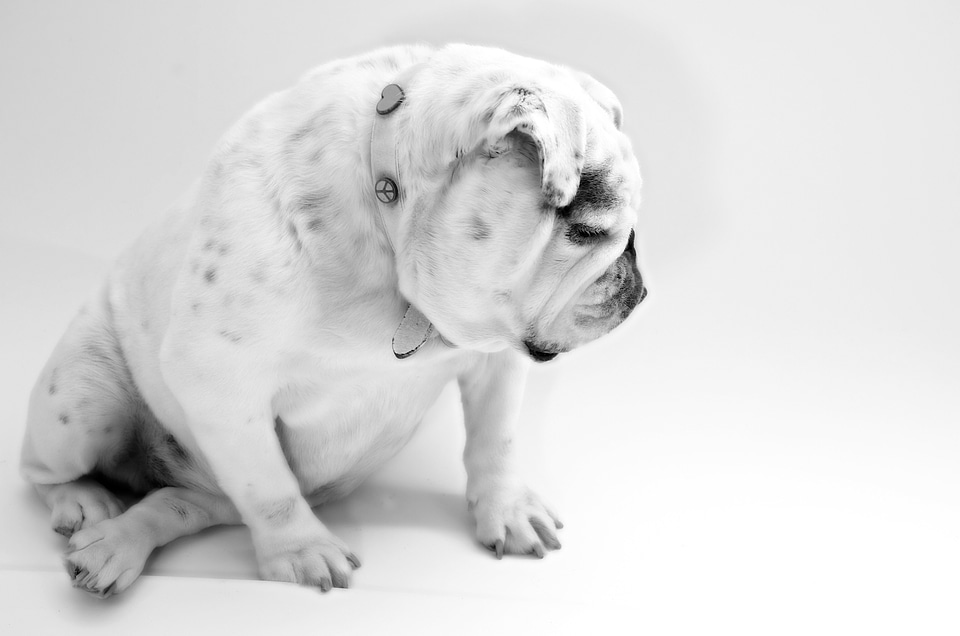 White sitting resting
