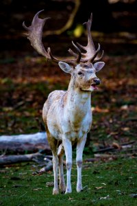 Wildlife Deer Fauna Mammal photo