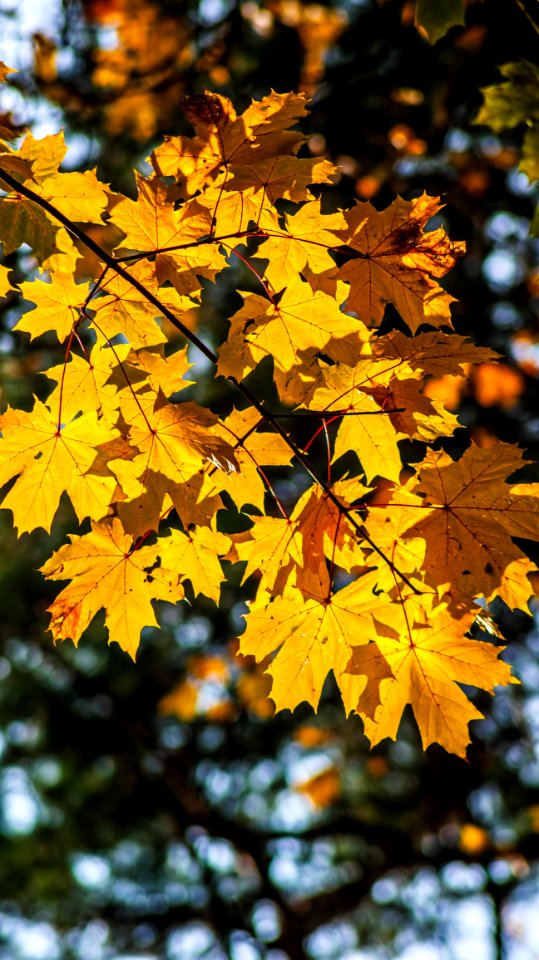 Leaf Yellow Maple Leaf Autumn