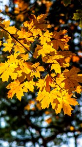 Leaf Yellow Maple Leaf Autumn photo