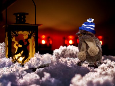 Snow Winter Christmas Freezing