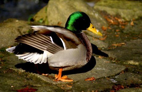 Bird Duck Mallard Water Bird