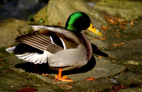 Bird Duck Mallard Water Bird photo