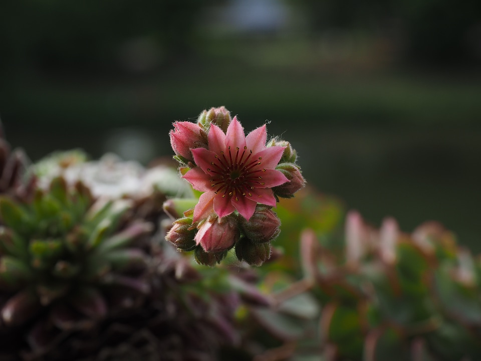 Bloom pink macro photo