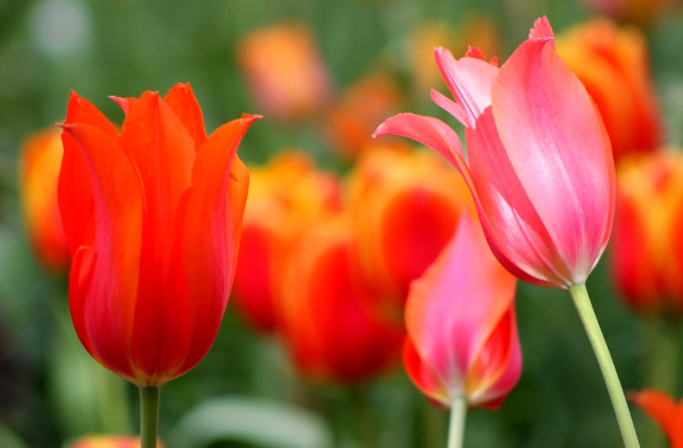 Flower Plant Tulip Flowering Plant
