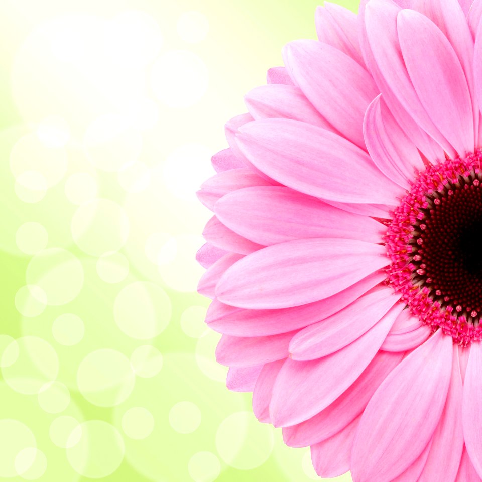Flower Flowering Plant Pink Gerbera