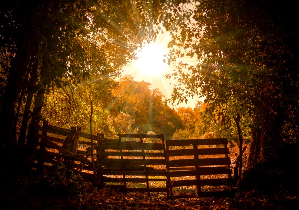 Nature Woodland Leaf Tree