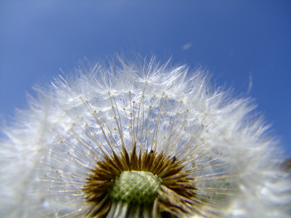 Nature floral blossom