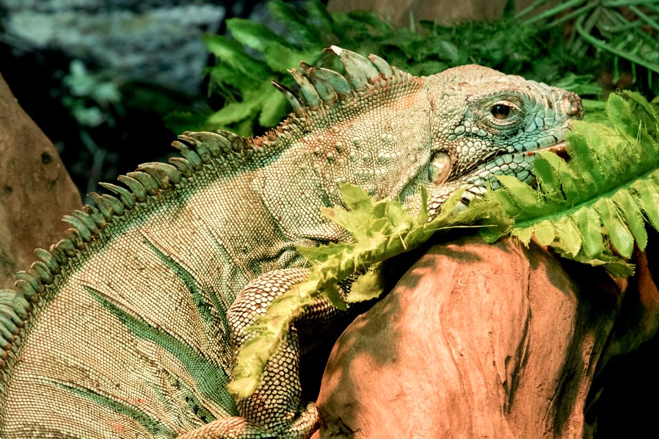 Reptile Iguana Iguania Scaled Reptile
