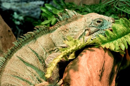 Reptile Iguana Iguania Scaled Reptile