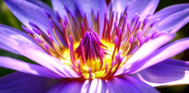 Flower Purple Flora Close Up photo