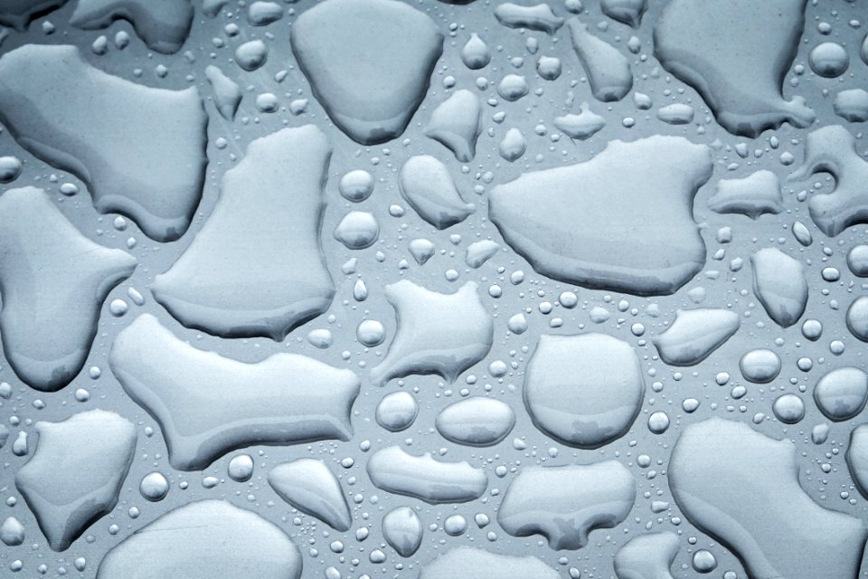 Water Drop Black And White Organism