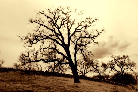 Tree Sky Woody Plant Branch photo