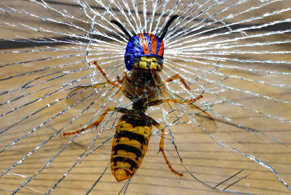 Invertebrate Insect Fauna Arthropod
