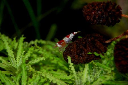 Ecosystem Insect Fauna Invertebrate