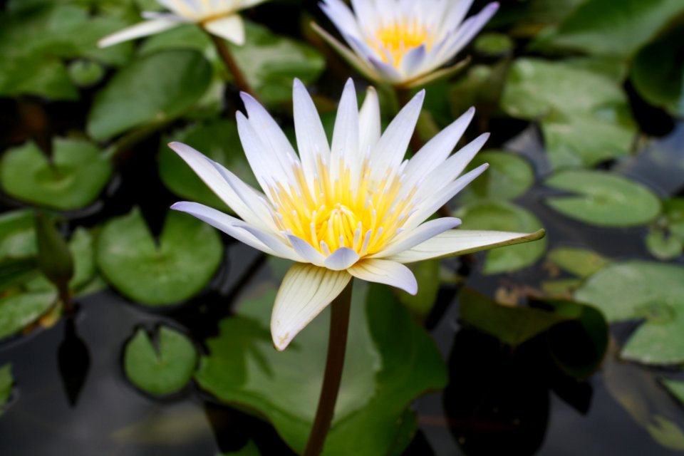 Flower Plant Flora Aquatic Plant