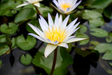 Flower Plant Flora Aquatic Plant