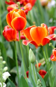 Flower Plant Flowering Plant Tulip photo