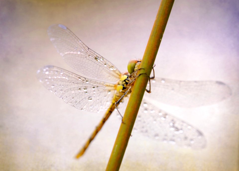 Insect Dragonfly Dragonflies And Damseflies Invertebrate