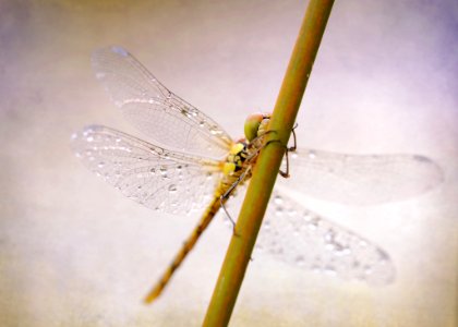 Insect Dragonfly Dragonflies And Damseflies Invertebrate