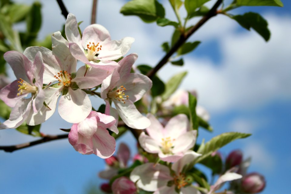 Blossom Spring Flower Branch