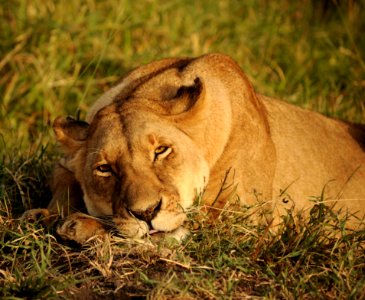 Wildlife Lion Terrestrial Animal Wilderness photo