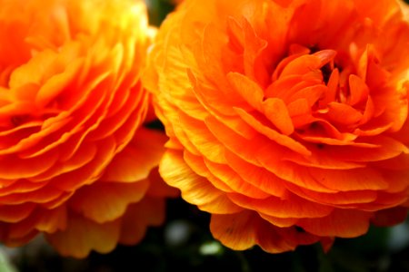 Flower Orange Close Up Petal photo