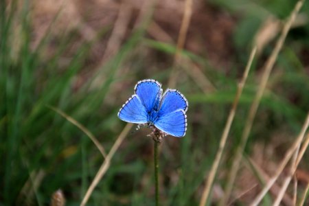 Blue Butterfly Moths And Butterflies Flora photo