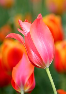 Flower Tulip Plant Flowering Plant