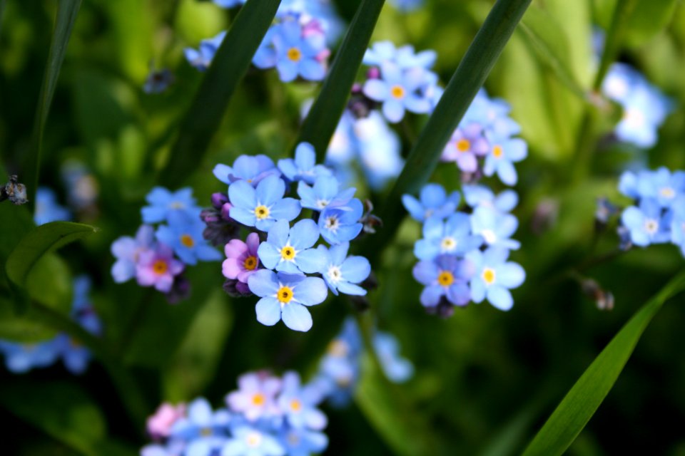 Flower Forget Me Not Flowering Plant Plant photo