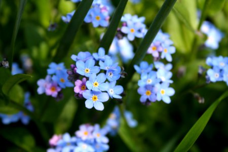 Flower Forget Me Not Flowering Plant Plant