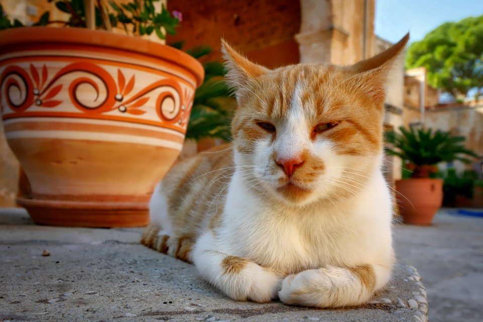 Cat Small To Medium Sized Cats Whiskers Fauna