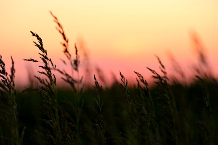 Sky Grass Grass Family Morning photo