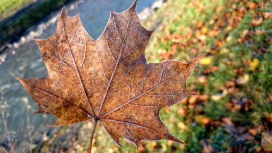Leaf Maple Leaf Autumn Plant