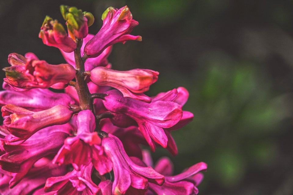 Flower Plant Flora Pink photo