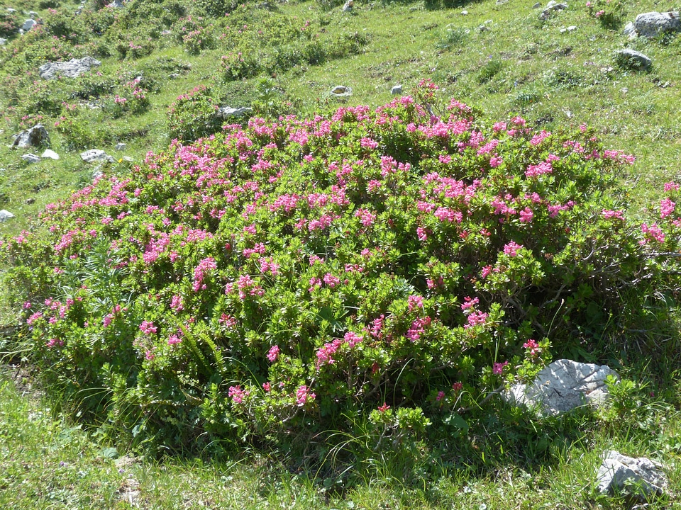 Pink rhododendron hirsutum rhododendron